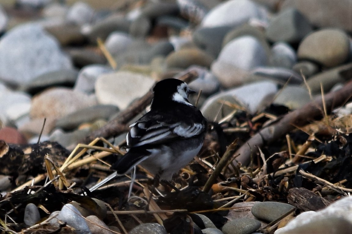 DSC_0113.jpg