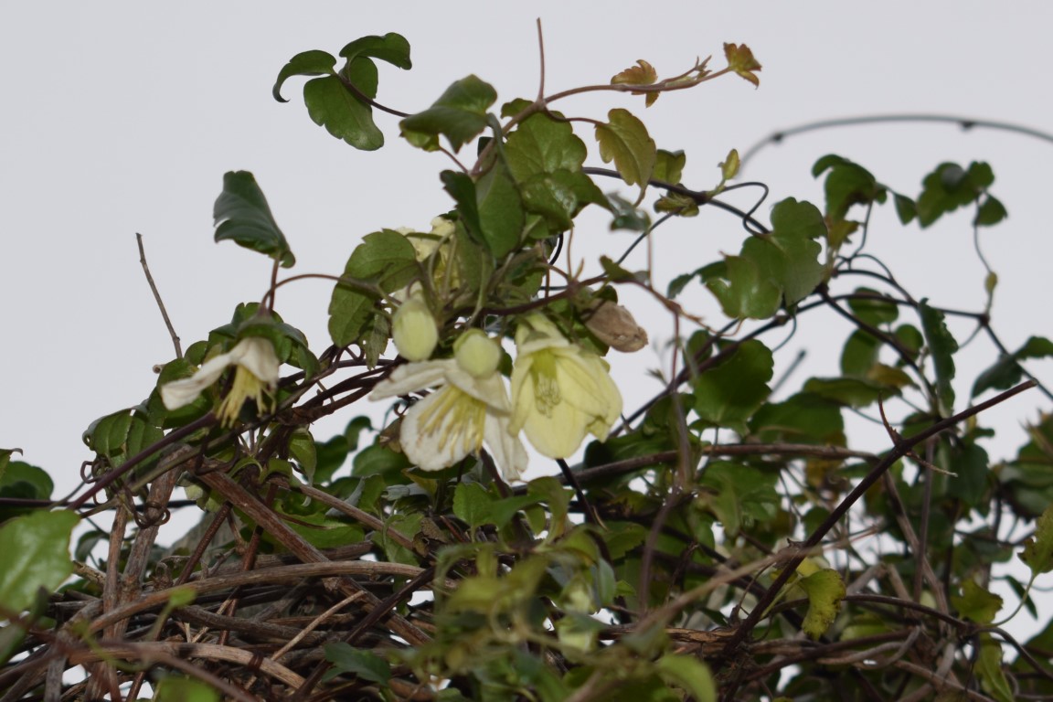 DSC_0264.JPG