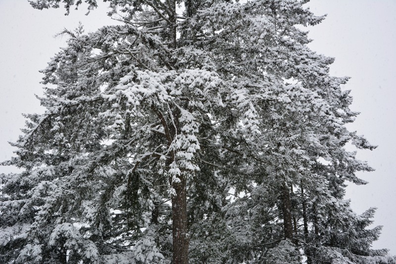 DSC_0439.JPG
