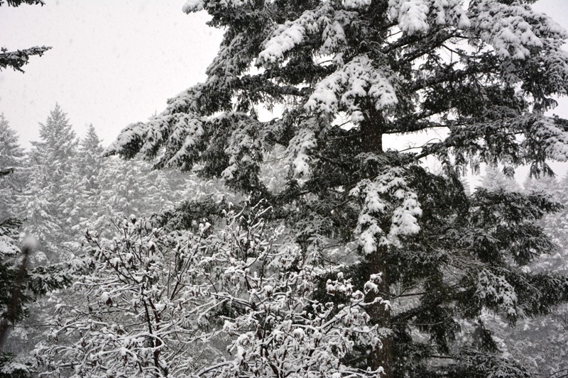 DSC_0443.JPG