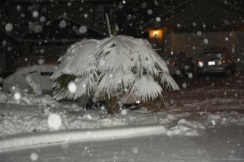 DSC_0444.JPG