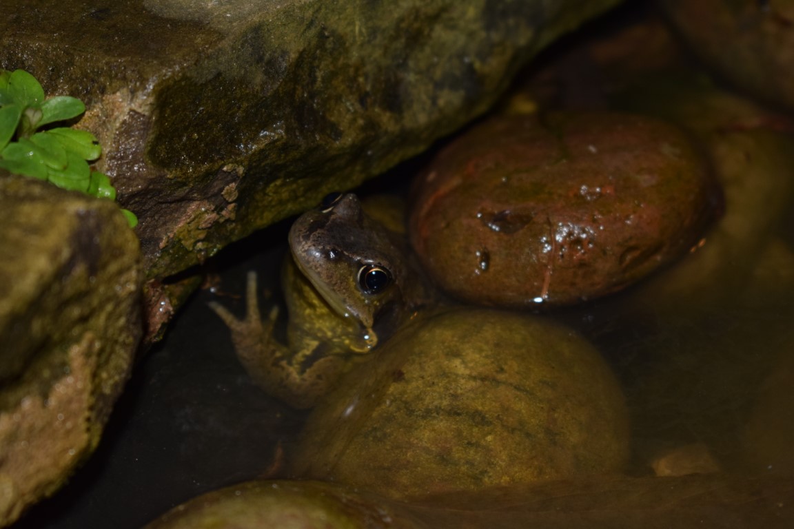 DSC_0506.bak.JPG