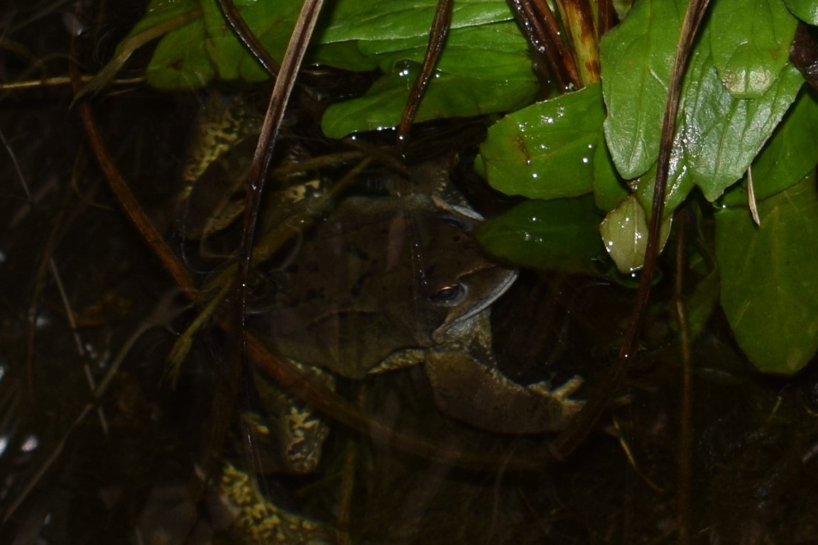 DSC_0593.jpg