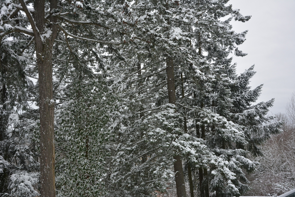DSC_1437.JPG