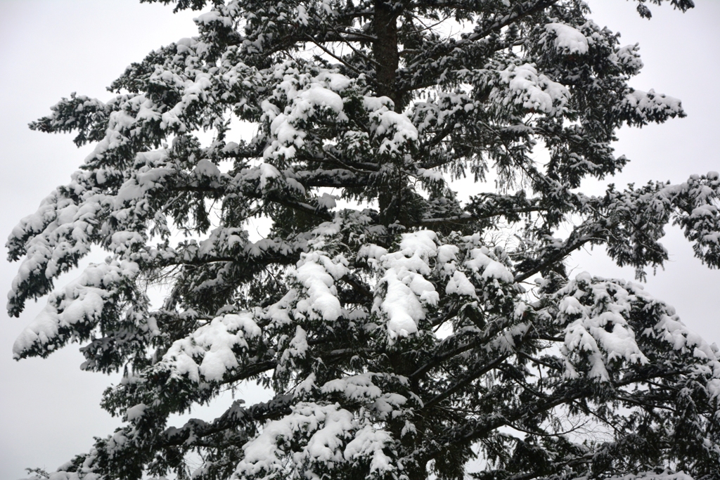 DSC_1438.JPG