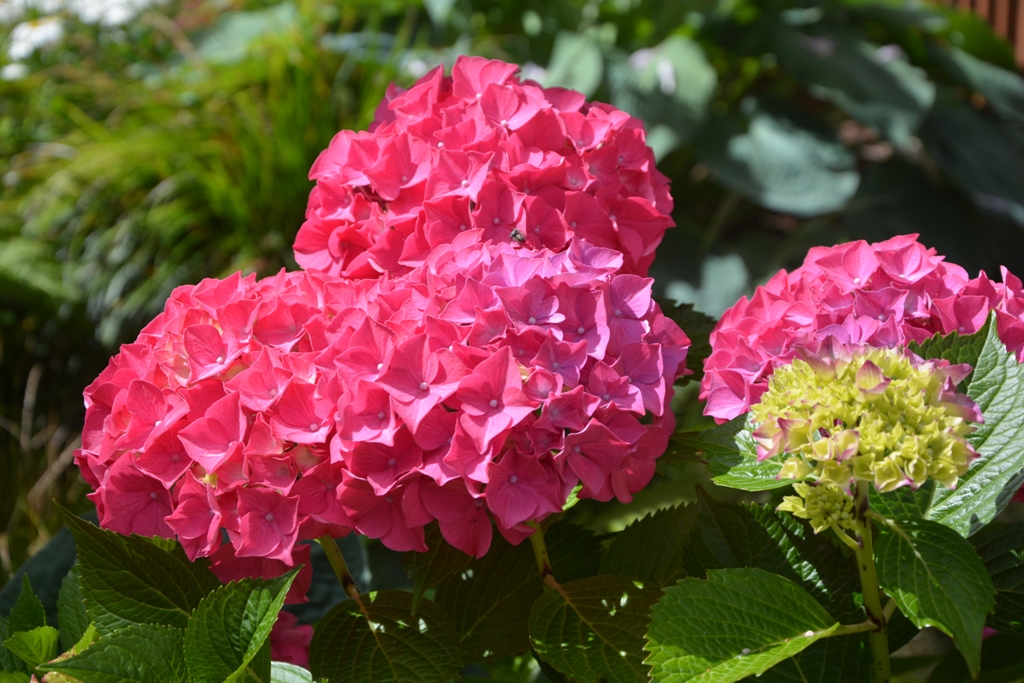 DSC_1956.JPG