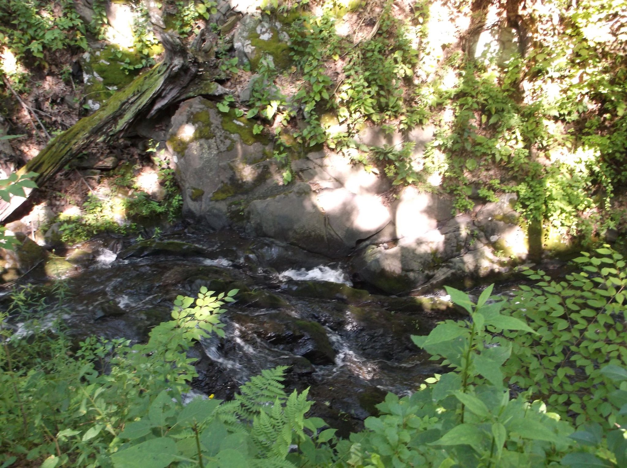 DSCF0371.jpg