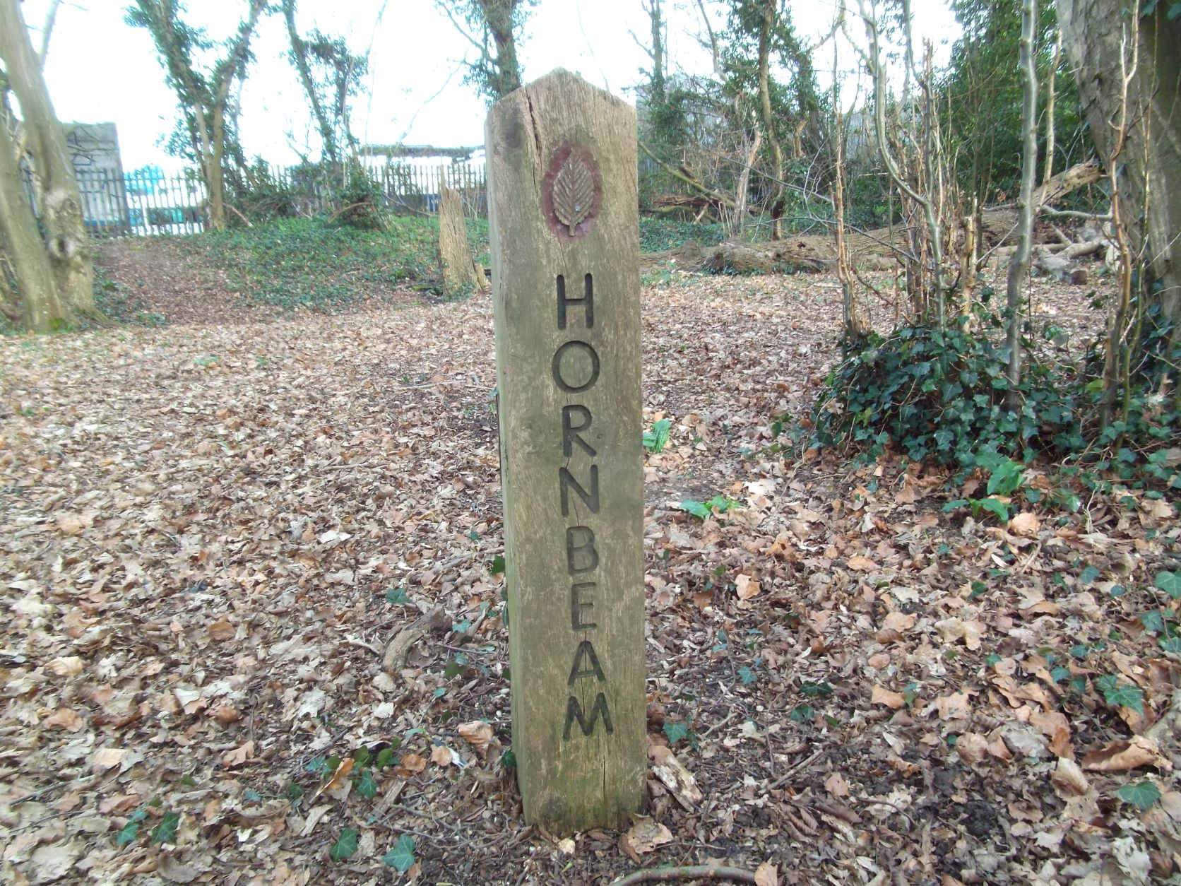 DSCF1167.JPG