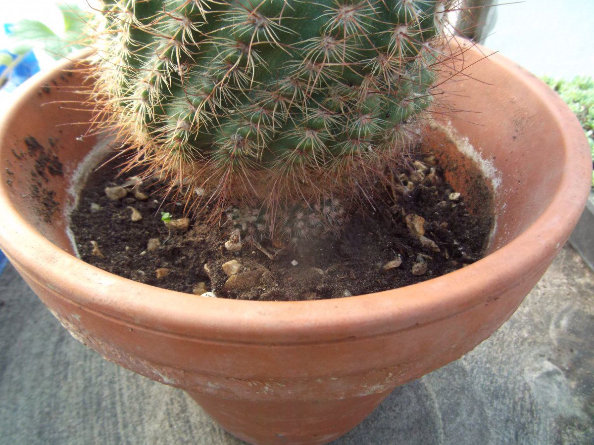DSCF1386.JPG