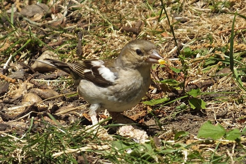 DSCF1751.JPG