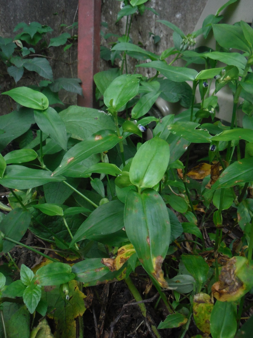 About 12 tall green stems with smooth green leaves and blue flowers