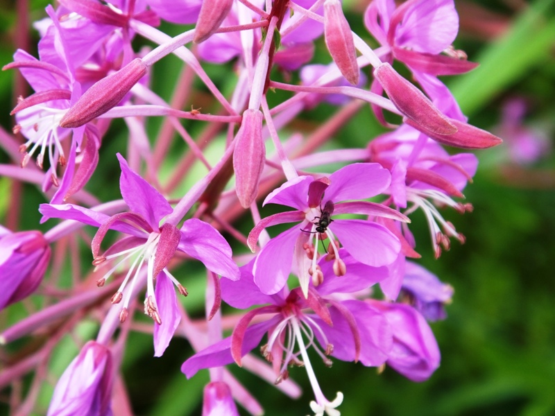 DSCF2904.JPG