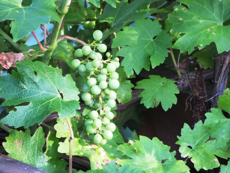DSCF3308.JPG