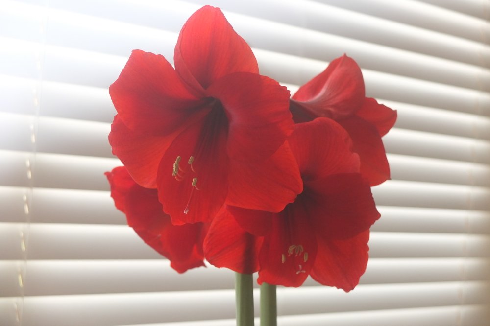 DSCF4484.JPG
