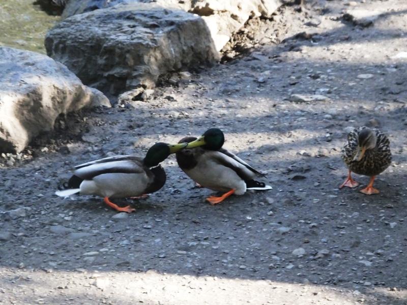 DSCF4598.JPG