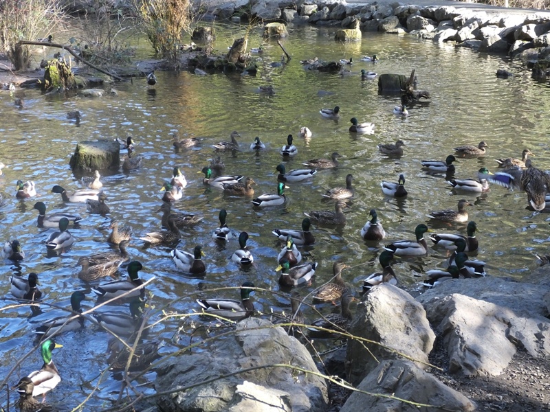 DSCF4601.JPG