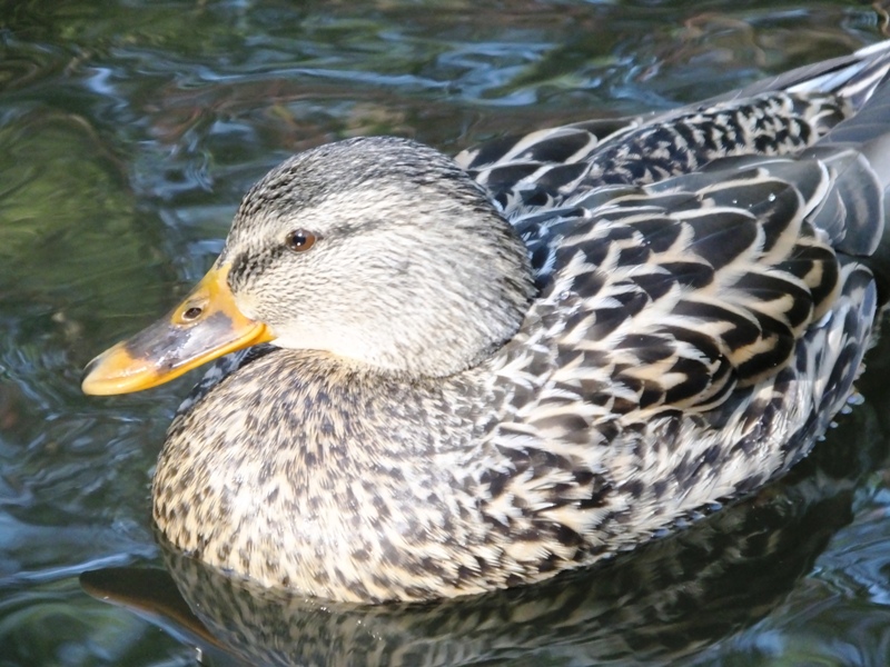 DSCF4616.JPG