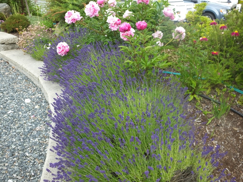 DSCF4717.JPG
