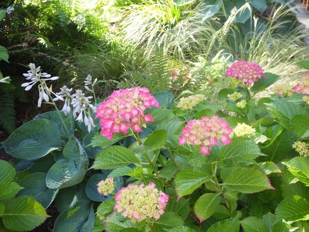 DSCF4736.JPG