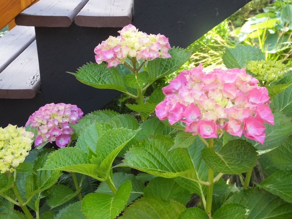 DSCF4737.JPG