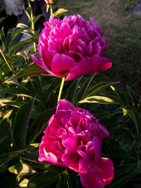DSCF4993 (600x800).jpg