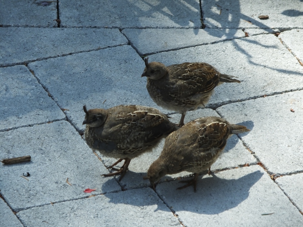 DSCF5002.JPG