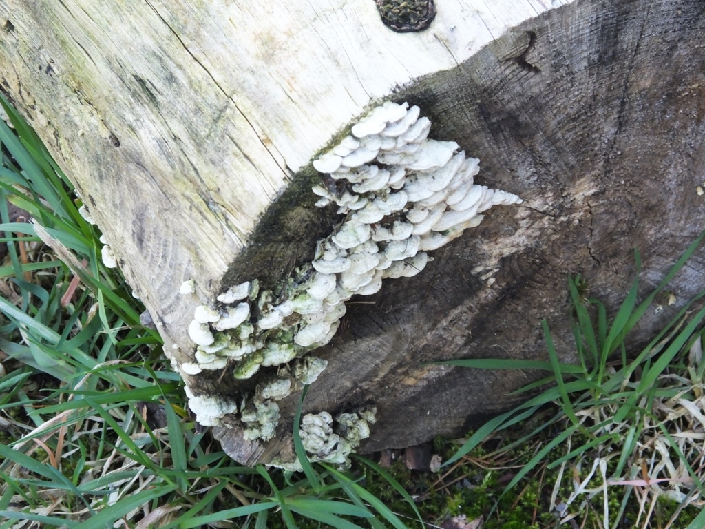 DSCF5733.JPG