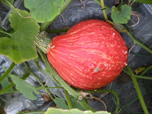 DSCN0014.JPG