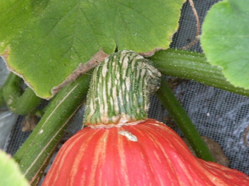 DSCN0015.JPG