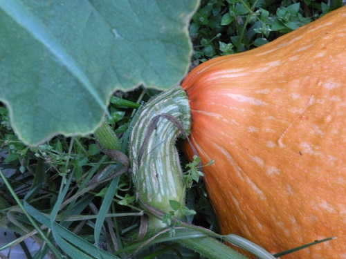 DSCN0017.JPG