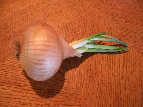 DSCN0039.JPG