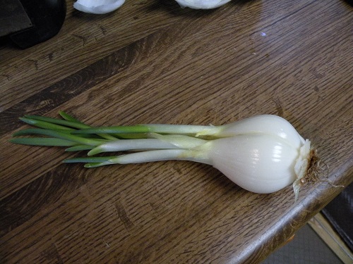 DSCN0042.JPG