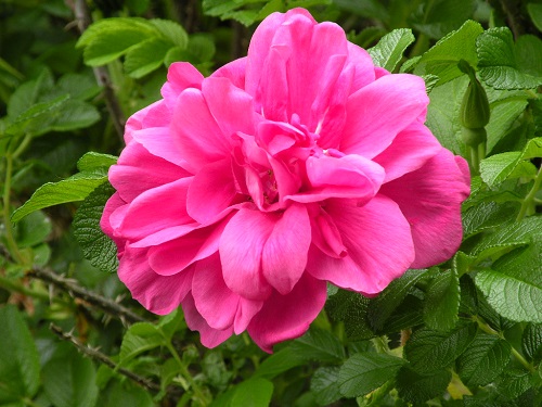 DSCN0141.JPG