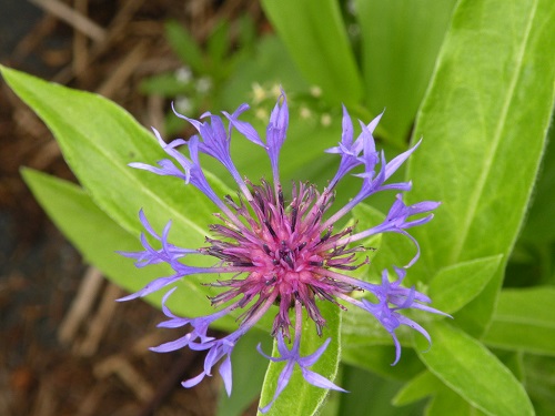 DSCN0142.JPG