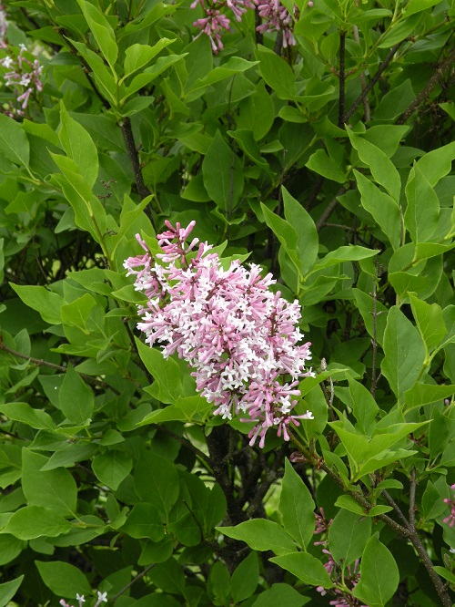 DSCN0158.JPG