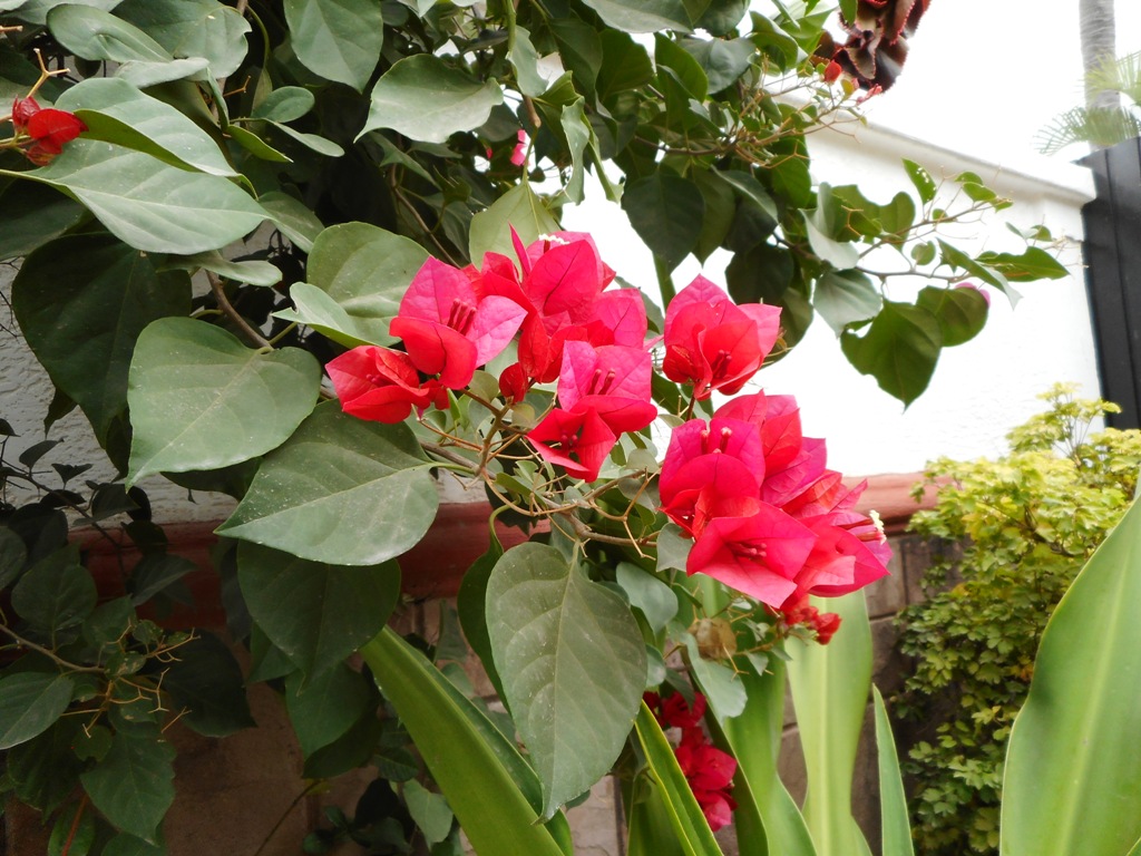 DSCN0960.JPG