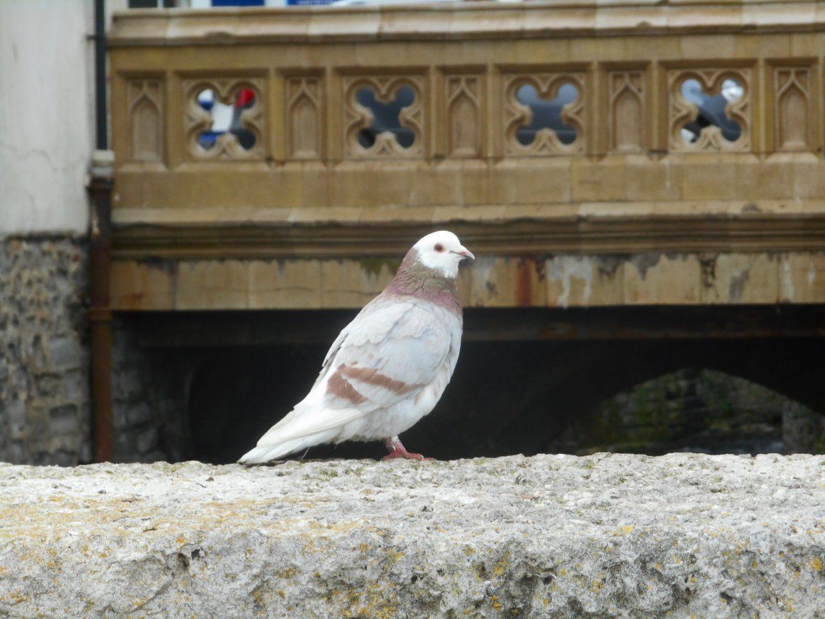 DSCN1116.JPG