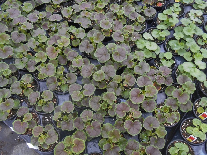 DSCN2110.JPG