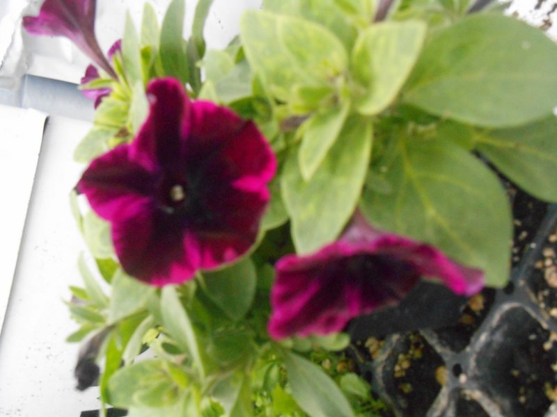 DSCN2111.JPG