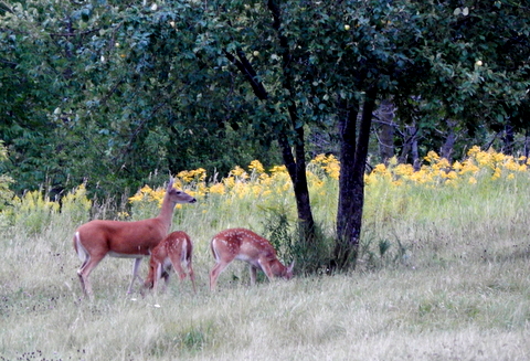 DSCN3595-001.JPG