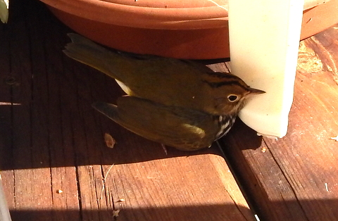 DSCN3604.JPG