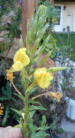 DSCN3606.JPG
