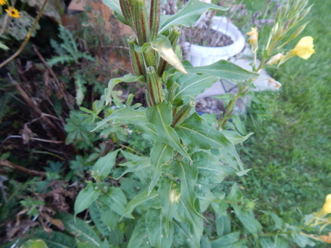 DSCN3608.JPG