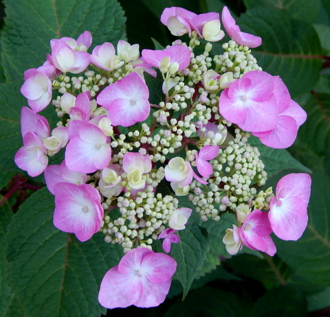 DSCN3621.JPG