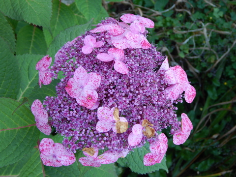 DSCN3622.JPG