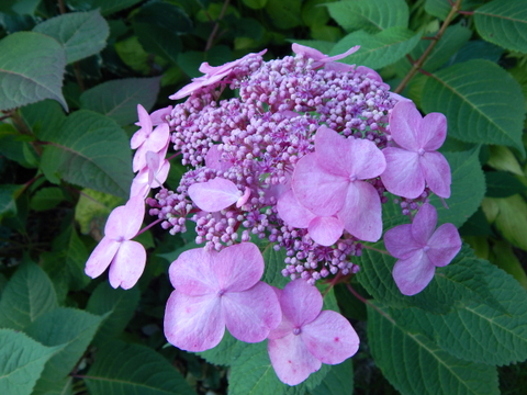 DSCN3623.JPG