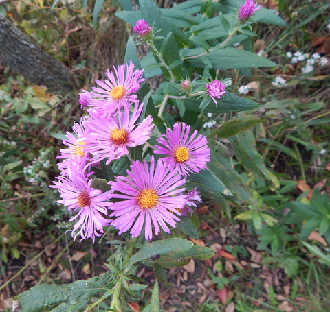 DSCN3651.JPG