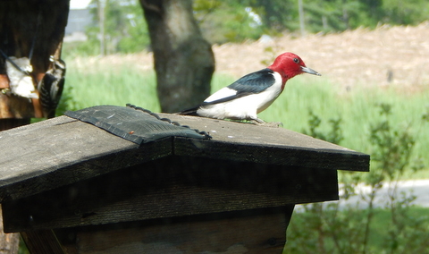DSCN3684.JPG