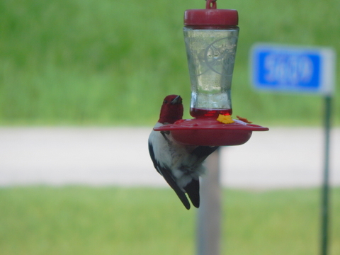 DSCN3688.JPG