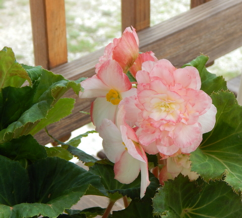 DSCN4431.JPG